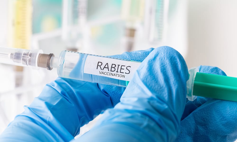 Vaccination for rabies