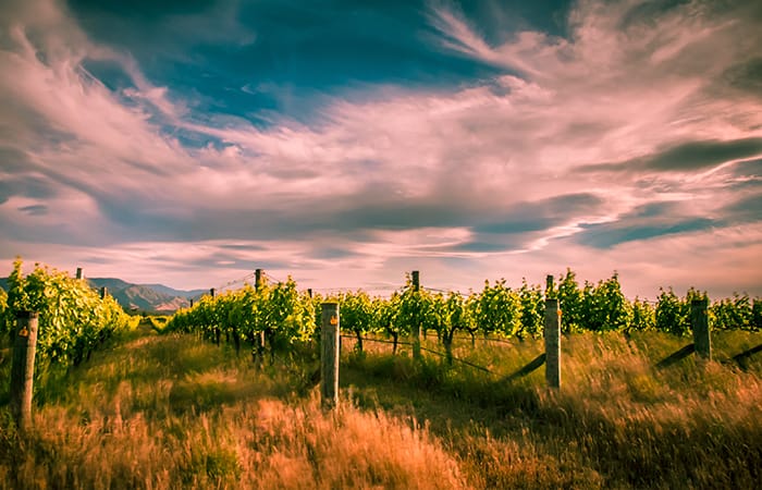 Wine tasting in Marlborough, New Zealand