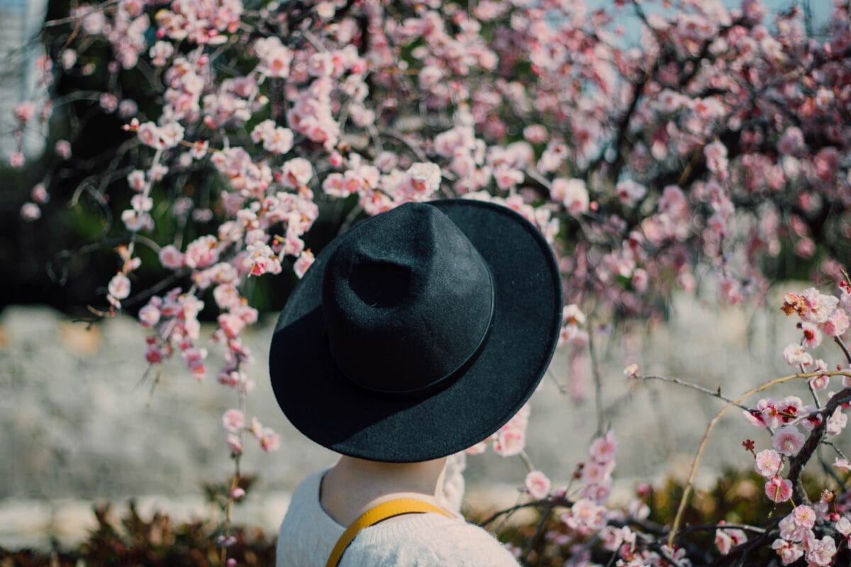 Spring Delight: Explore Japan Through These Stunning Cherry