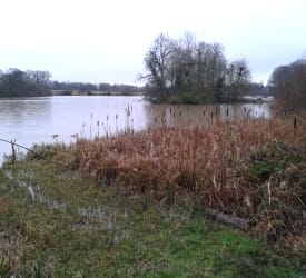 The lake, seen from the bird hide - Coombe Abbey Park