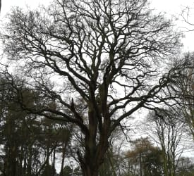 Fabulous trees - Coombe Abbey Park