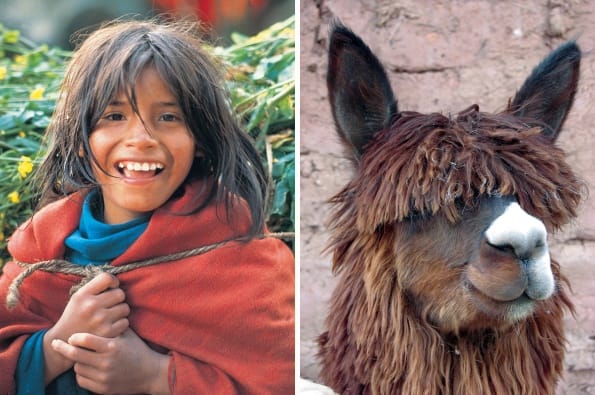 Young Peruvian girl, and a llama