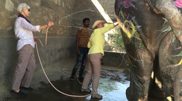 Washing an elephant at the sanctuary